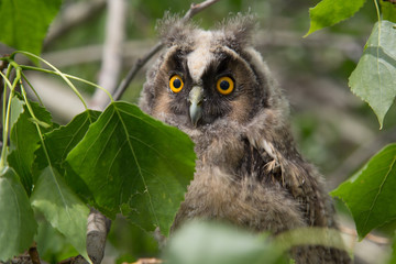 A beautiful cute owl sits on a tree and looks out from behind green leaves. Big eyes look forward. Close-up.