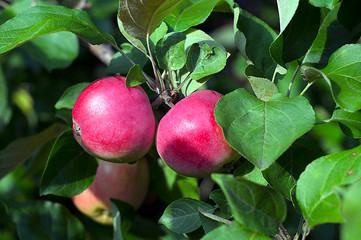 Two red apples on the tree. Appletree.