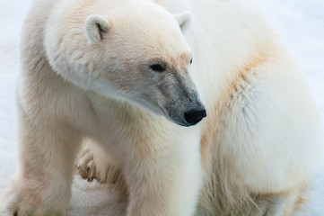 Large polar bear sitting on the ice pack in the Arctic Circle, Barentsoya, Svalbard, Norway