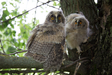 Two cute owls are sitting on a tree among branches and green leaves, close-up. Wild nature close-up.