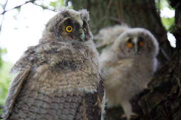 Two cute owls are sitting on a tree among branches and green leaves, close-up. Wild nature close-up.