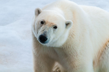 Fototapeta na wymiar Large polar bear sitting on the ice pack in the Arctic Circle, Barentsoya, Svalbard, Norway