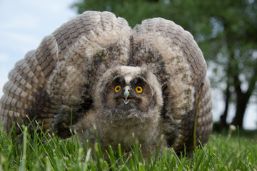 Anger, protection. Beautiful owl fluffed large wings, runs forward along the grass. Owl defender. Close-up.