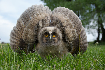 Cute owl runs forward along the grass with spread wings. Owl defender. Close-up.