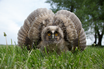 Cute owl runs forward along the grass with spread wings. Owl defender. Close-up.