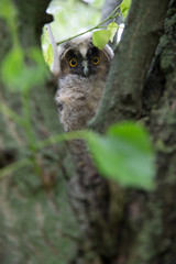 Cute owl sits on a tree and looks out from behind tree branches. Looking at the camera. Close-up.