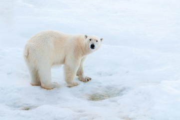 Large polar bear walking on the ice pack in the Arctic Circle, Barentsoya, Svalbard, Norway