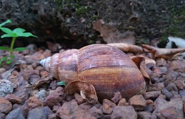 Abandoned shell in the backyard of a house