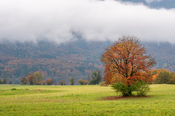 Alone tree in misty meadow. Autumn background. Green fields and foggy forest landscape