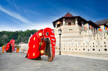 Decorated elephant near Temple of the Sacred Tooth Relic, Kandy, Sri Lanka - obrazy, fototapety, plakaty