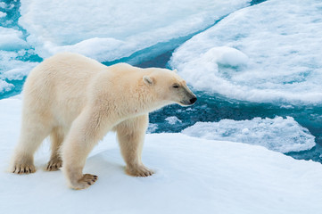 Fototapeta na wymiar Large polar bear walking on the ice pack in the Arctic Circle, Barentsoya, Svalbard, Norway