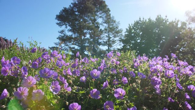 Field of purple flowers in a park Pau France sunny day blue sky summer