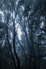 Secret Forest