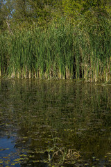 Swamp area Imperial Pond, Carska bara, Serbia. Large natural habitat for rare birds and other species.