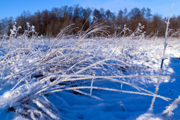 frost on the dry grass on the field  in the backlight in the morning