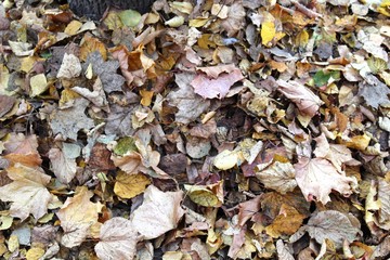 Background-autumn, falling leaves, fallen leaves in the Park