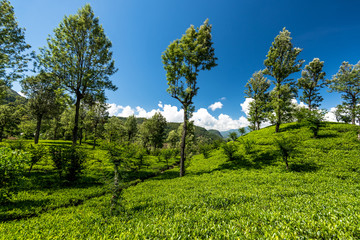 Tea plantation in Sri Lanka