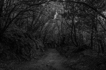 Naklejka premium Forêt disparue