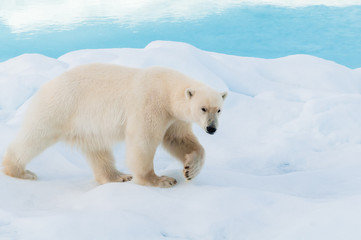 Fototapeta na wymiar Large polar bear walking on the ice pack in the Arctic Circle, Barentsoya, Svalbard, Norway