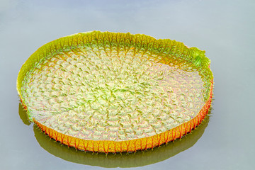 Victoria lotus leaf on daylight