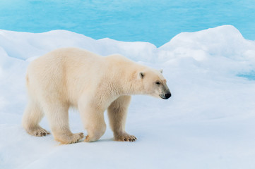 Obraz na płótnie Canvas Large polar bear walking on the ice pack in the Arctic Circle, Barentsoya, Svalbard, Norway