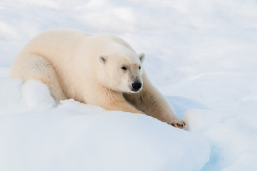 Fototapeta na wymiar Large polar bear sitting on the ice pack in the Arctic Circle, Barentsoya, Svalbard, Norway