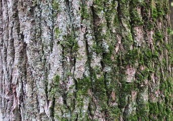 BACKGROUND-fragment of oak tree bark