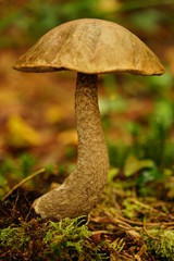 Mushroom on a Forest Floor