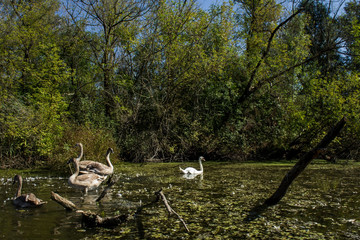 Swamp area Imperial Pond, Carska bara, Serbia. Large natural habitat for rare birds and other species.
