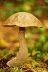 Mushroom on a Forest Floor