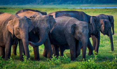 Wild elephants in beautiful landscape in Sri Lanka