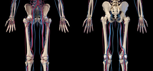 Fototapete Human Body Anatomy Skeleton With Veins And Arteries Front And Back Views Matis75
