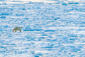 Large polar bear walking on the ice pack in the Arctic Circle, Barentsoya, Svalbard, Norway © Don Landwehrle