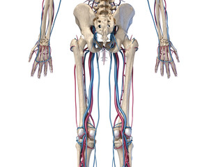 Obraz na płótnie Canvas Human body anatomy. Hip, legs and hands Skeleton with veins and arteries. Back view.