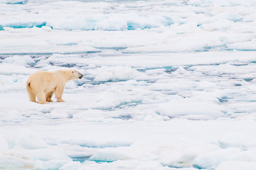Large polar bear walking on the ice pack in the Arctic Circle, Barentsoya, Svalbard, Norway