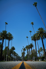 High palm Trees in Beverly Hills