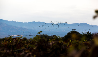 Birds with mountain background