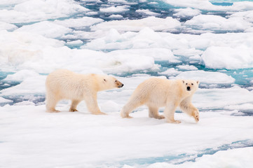 Polar bear cubs walking on the ice pack in the Arctic Circle, Barentsoya, Svalbard, Norway