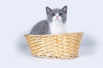 A grey bicolor British kitten sits in wicker basket and looks to the top.