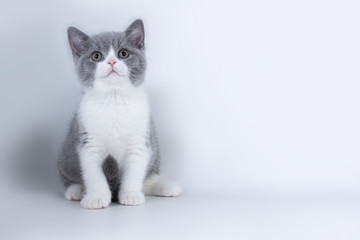 Gray bicolor British kitten sitting and looking forward.