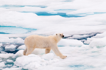 Polar bear cubs walking on the ice pack in the Arctic Circle, Barentsoya, Svalbard, Norway