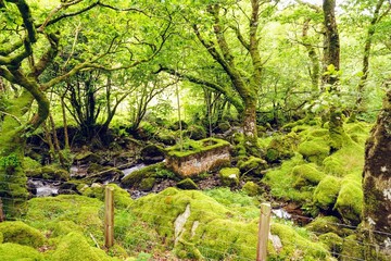 Dense Green Forest Glen in Snowdonia Wales