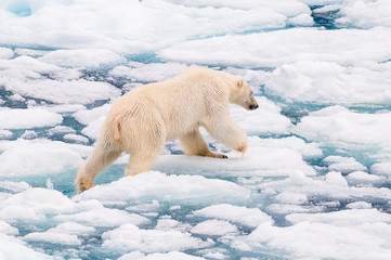 Polar bear cubs walking on the ice pack in the Arctic Circle, Barentsoya, Svalbard, Norway