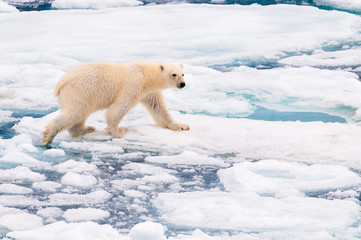 Naklejka premium Polar bear cubs walking on the ice pack in the Arctic Circle, Barentsoya, Svalbard, Norway