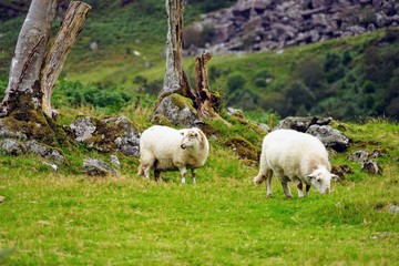 Obraz premium Sheep Grazing in a Pasutre