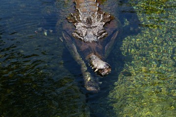 Images of captive alligators and crocodiles from Alligator Adventure in Myrtle Beach, S.C.