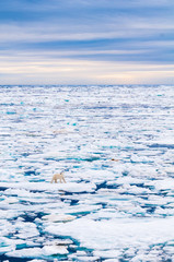 Large polar bear walking on the ice pack in the Arctic Circle, Barentsoya, Svalbard, Norway