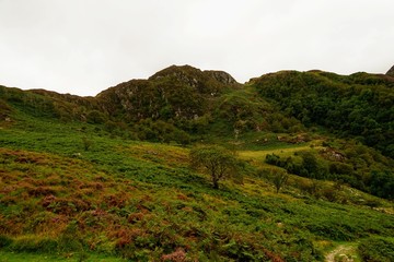 Highland Meadow in a Valley - Wales UK