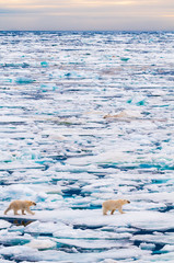Polar bear cubs walking on the ice pack in the Arctic Circle, Barentsoya, Svalbard, Norway © Don Landwehrle