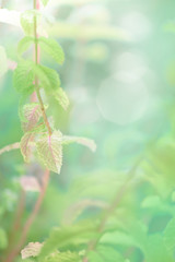 Close-up onmint leaves and flowers growing in the garden outdoors. Neo mint toned picture with  copy-space.